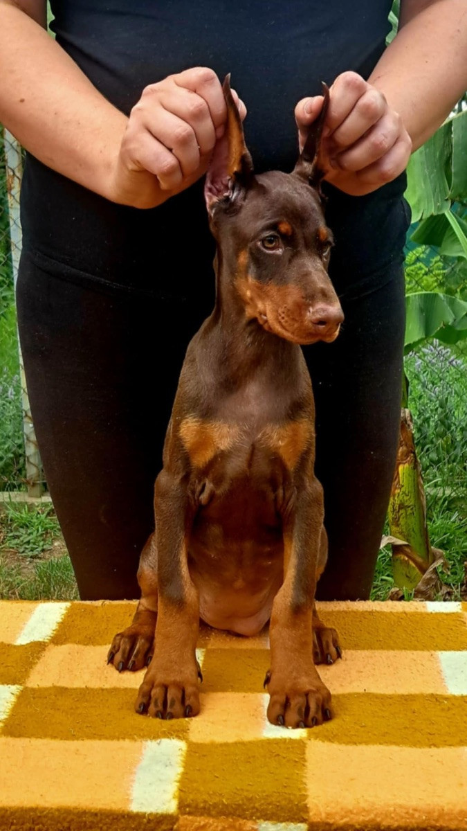 Dobermann