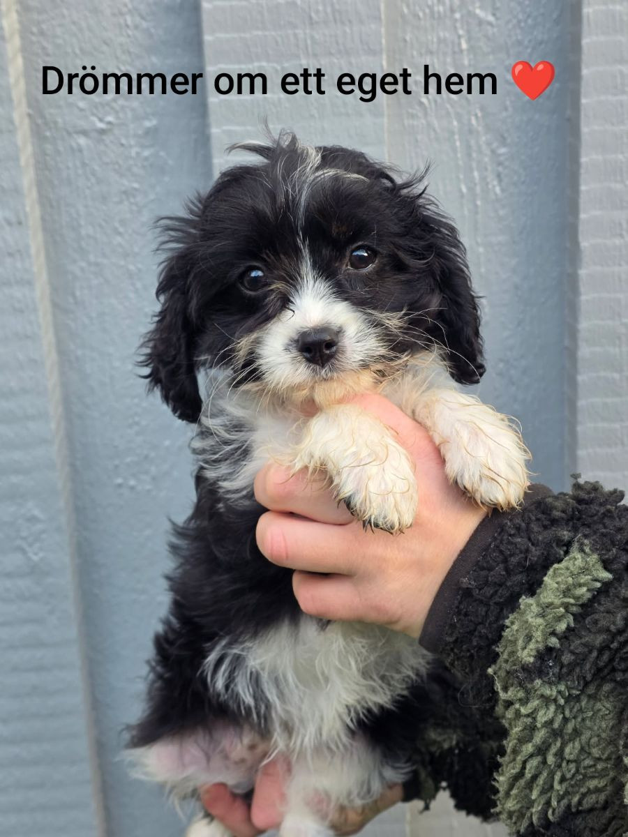 Hjortkvarns Cavapoo
