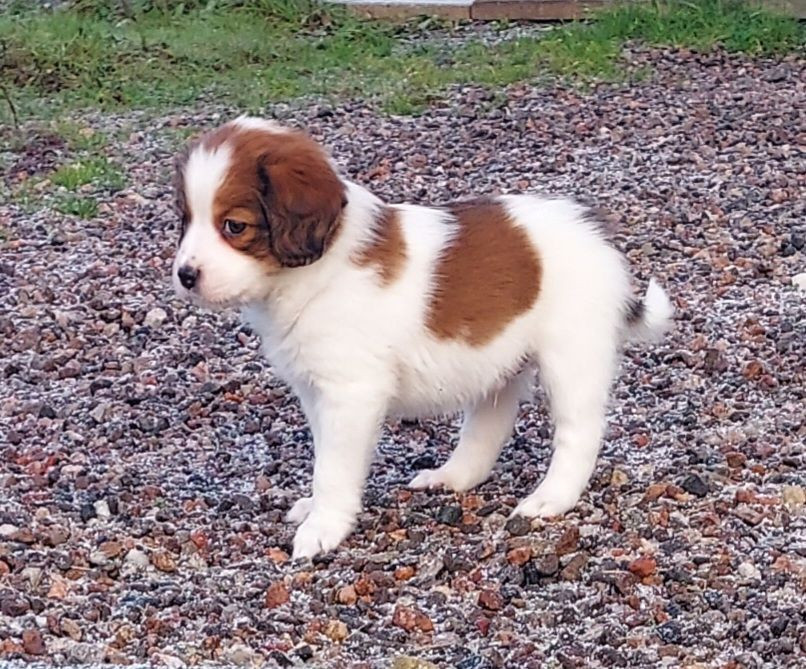 Dutch Kooikerhondje