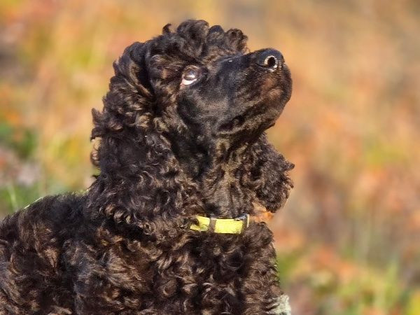 Pawpalett