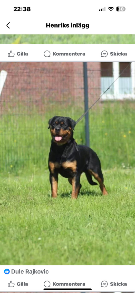 Rottweiler