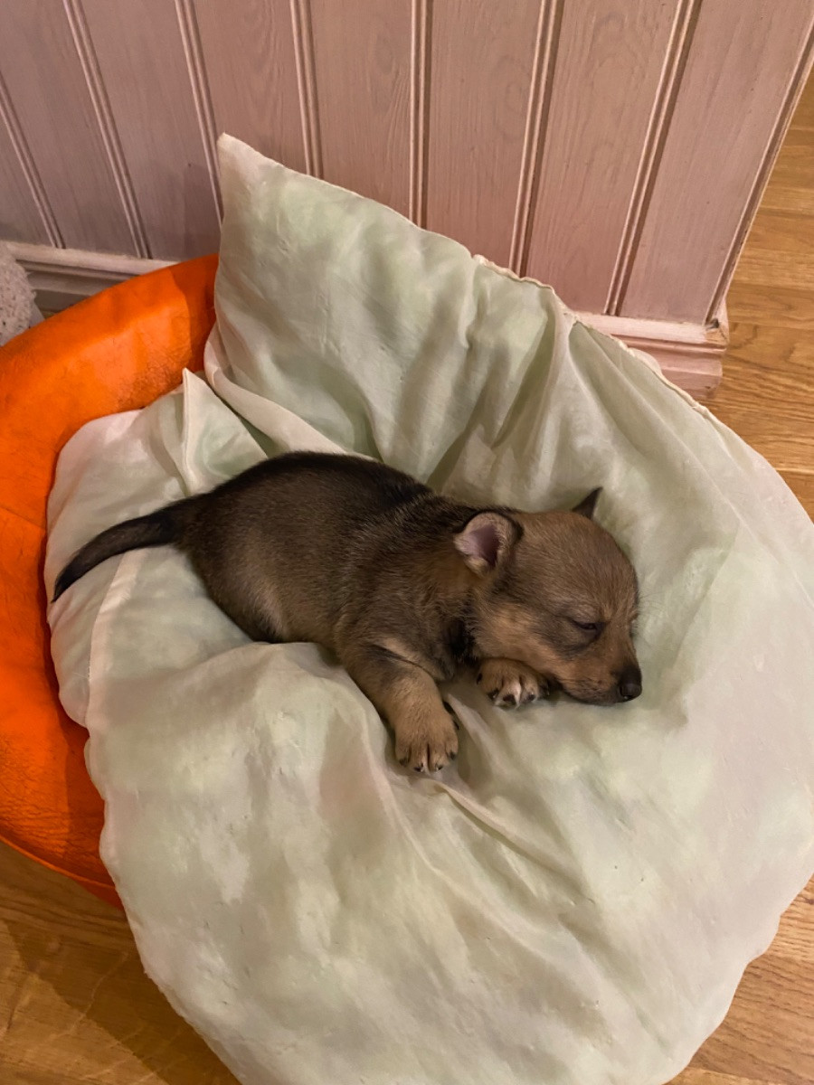 Västgötaspets