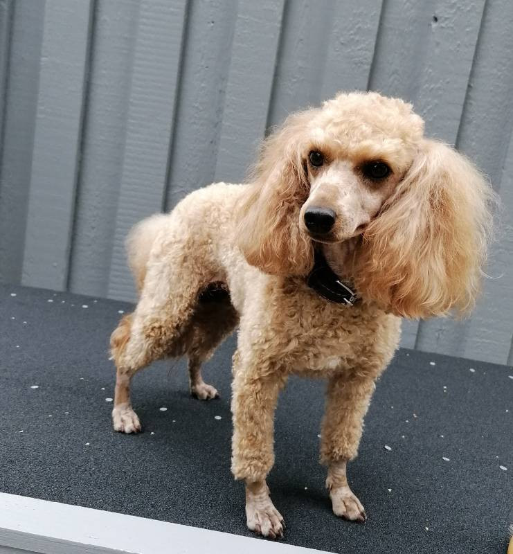 Hjortkvarns Cavapoo