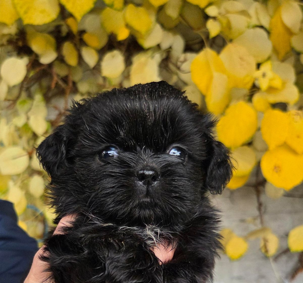 Shih Tzu