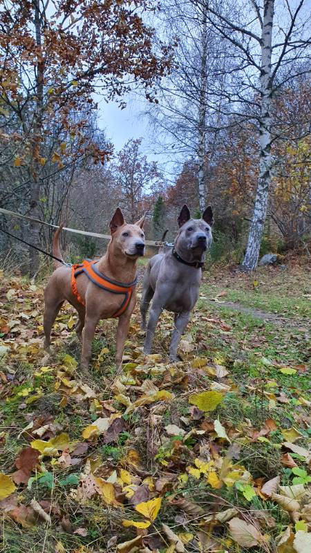Thai Ridgeback Dog