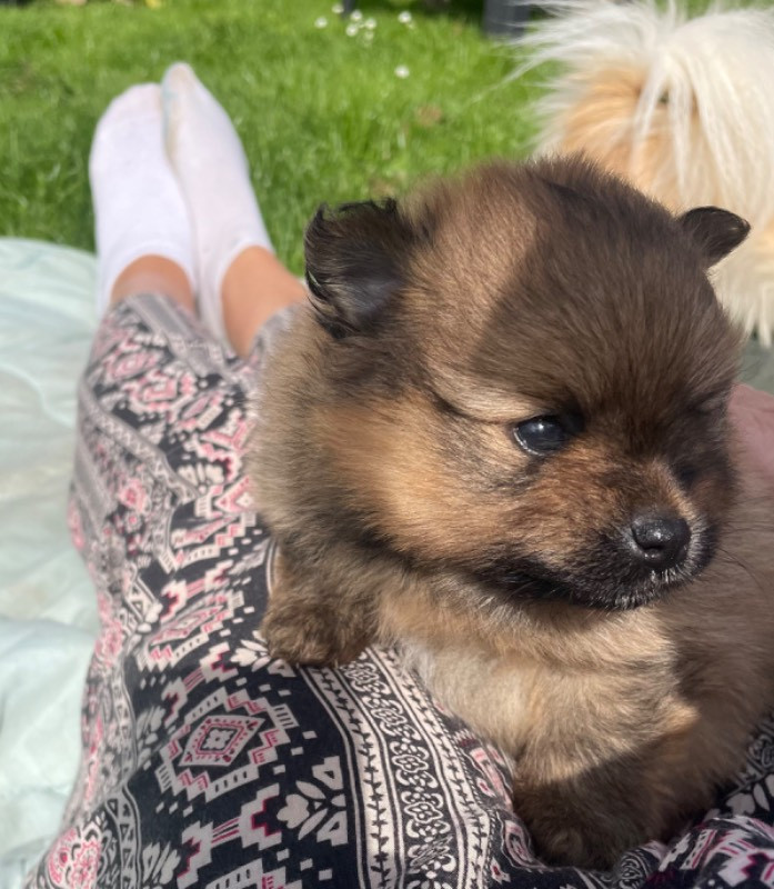 Pomeranian