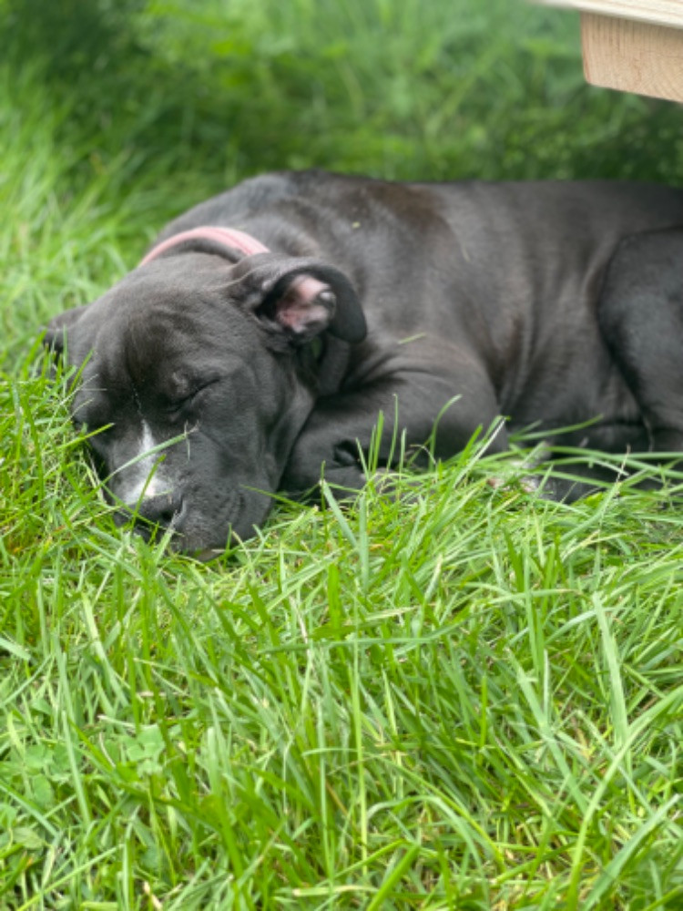 Bully/amstaff