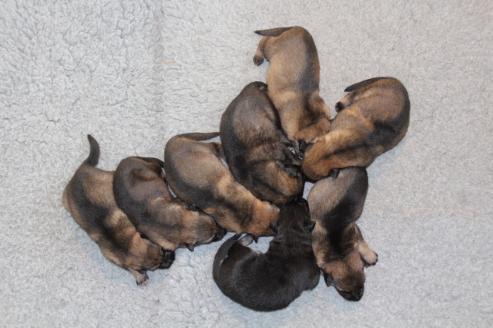 German Shepherd Dog