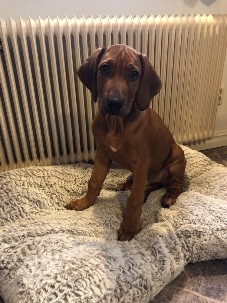 Rhodesian Ridgeback