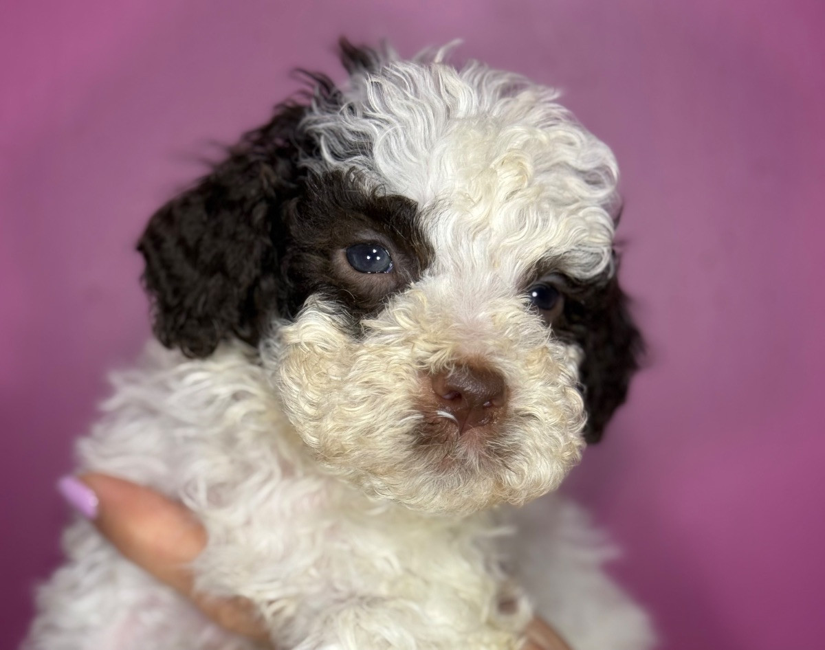 Lagotto Romagnolo