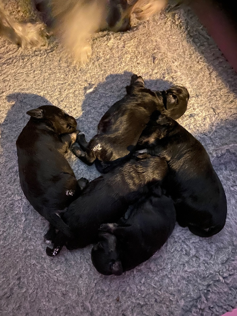 Virgin’s kennel
