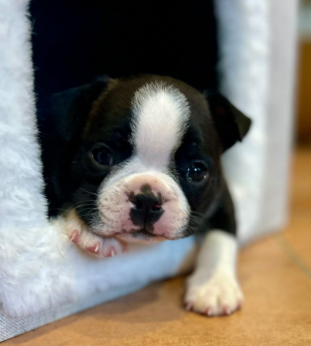 Bostonterrier