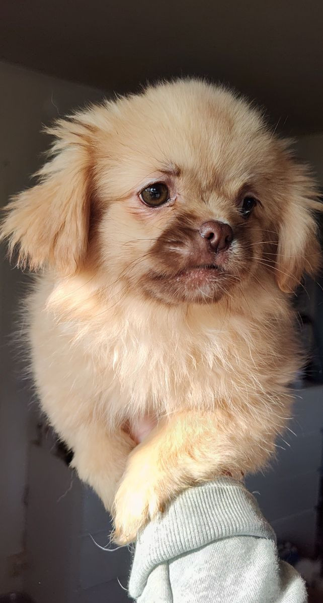 Tibetansk spaniel