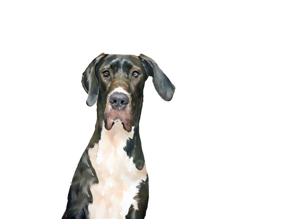 The Great Doris Danes
