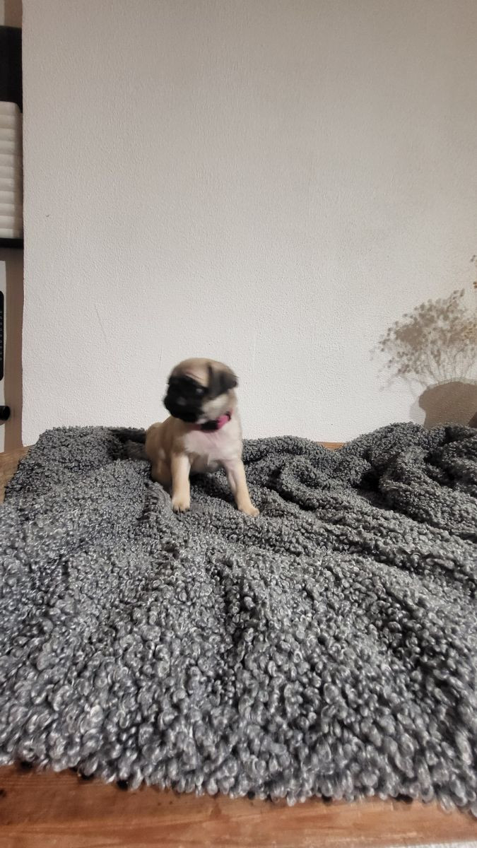 Lundens Mopsar