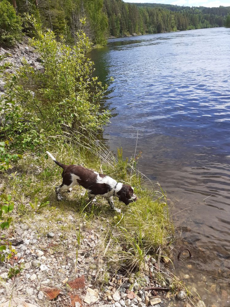 English Springer Spaniel