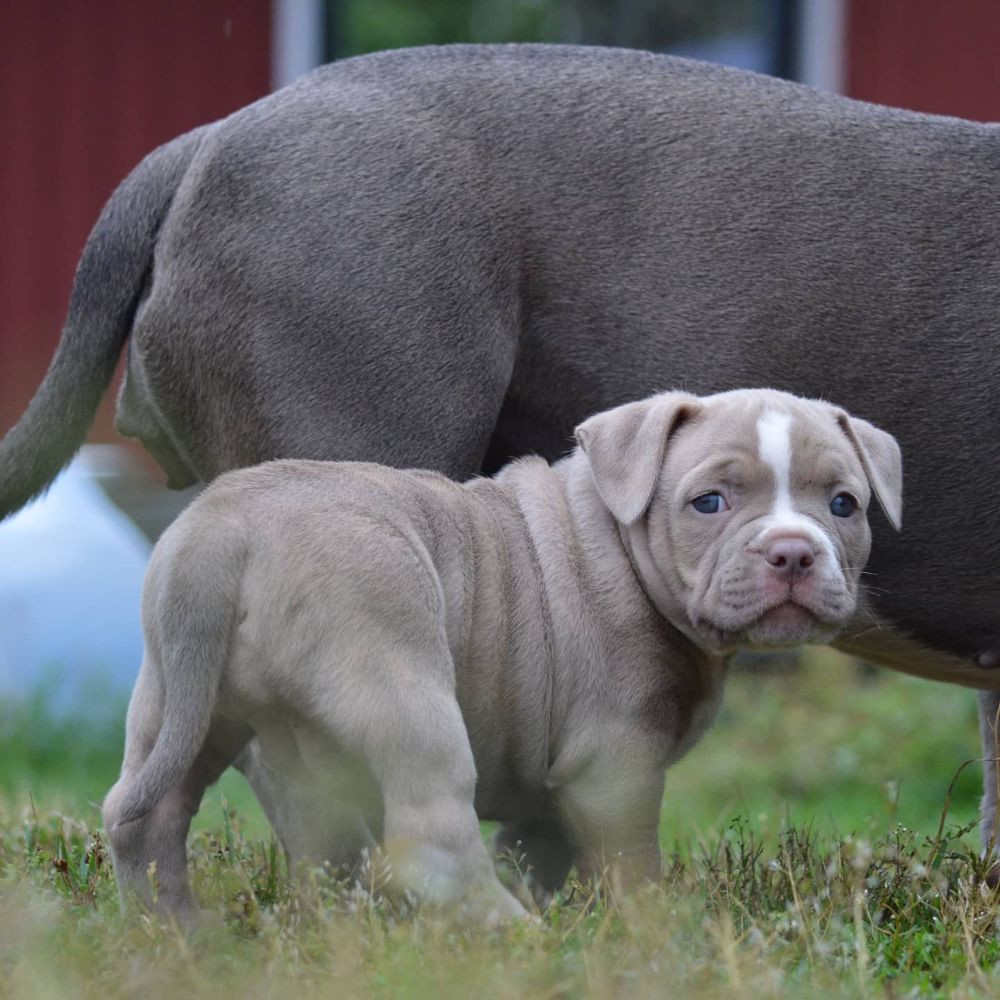 Redhouse Bully