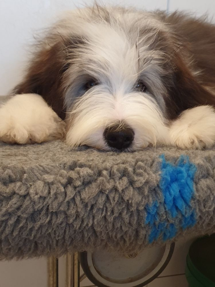 Bearded Collie