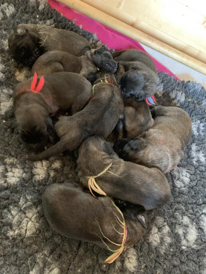 Kennel Milllijors