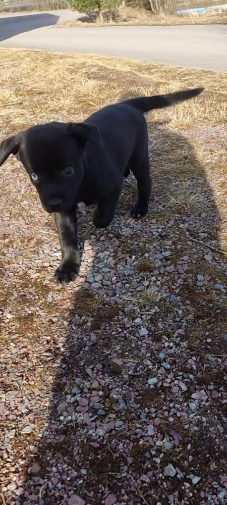 Rottweiler/Alaskan Husky (Rottsky) · Djurås · Dennis W.