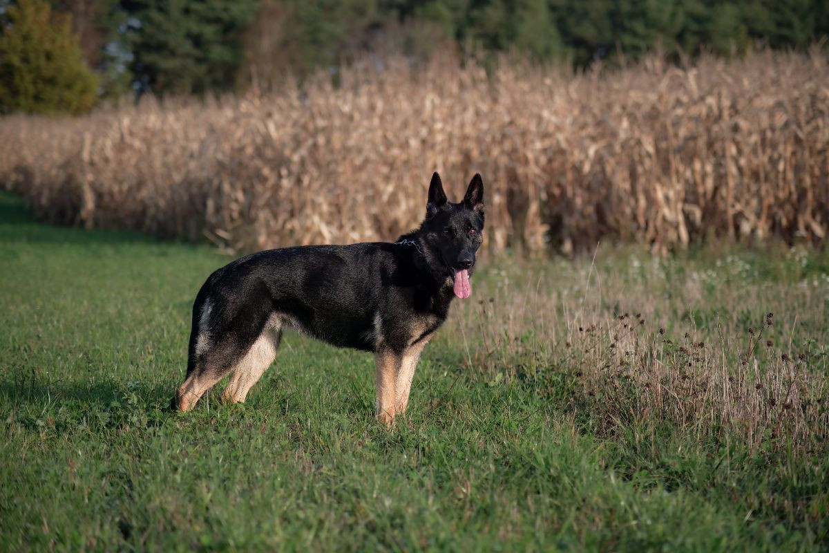 Kennel Snibor Anzi