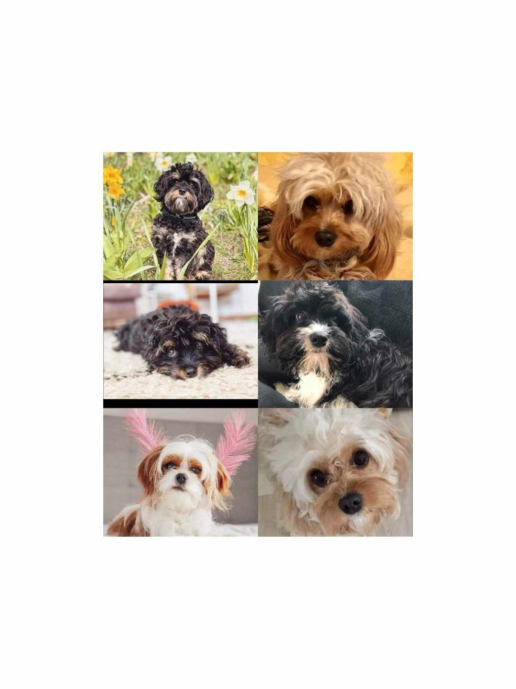 Cavapoo - pudel/cavalier