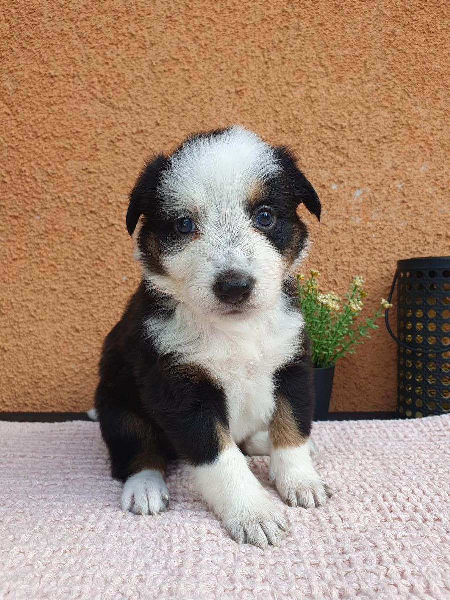 Canis