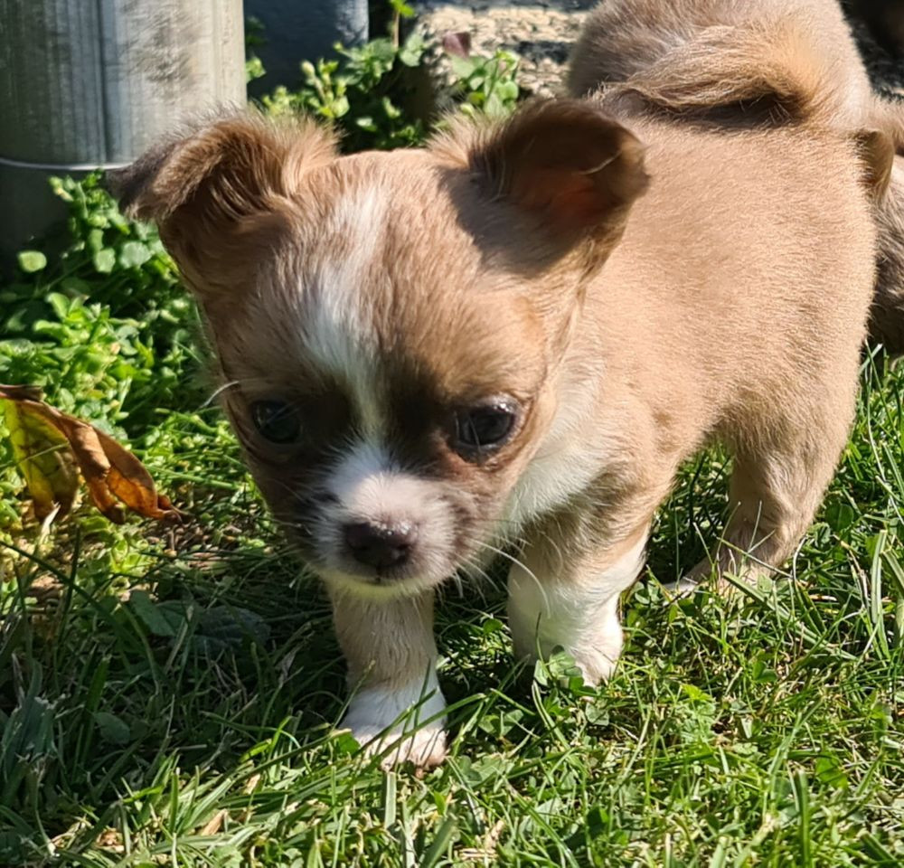 Chihuahua