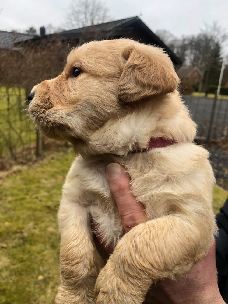 Fluffssons