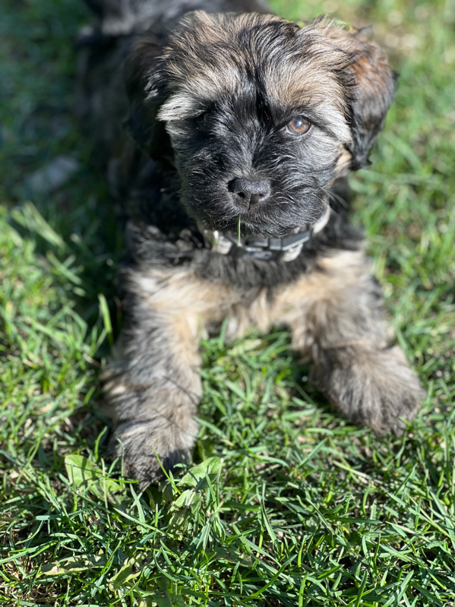 SE19108/2024 TEAM HOLLÄNDERS ANGEL OF ESMERALDA