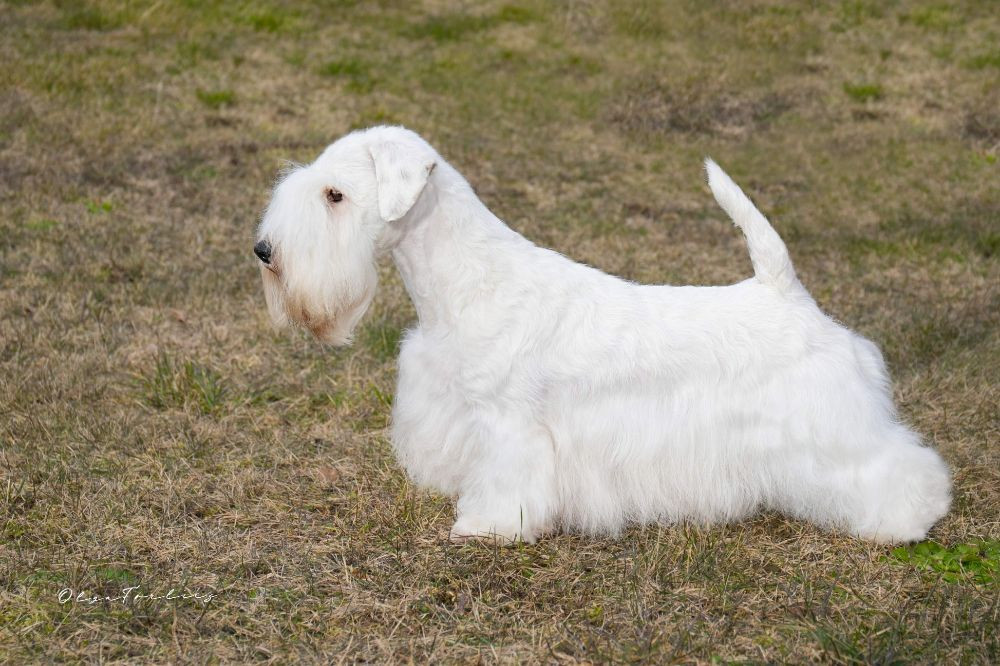 Sealyham Terrier
