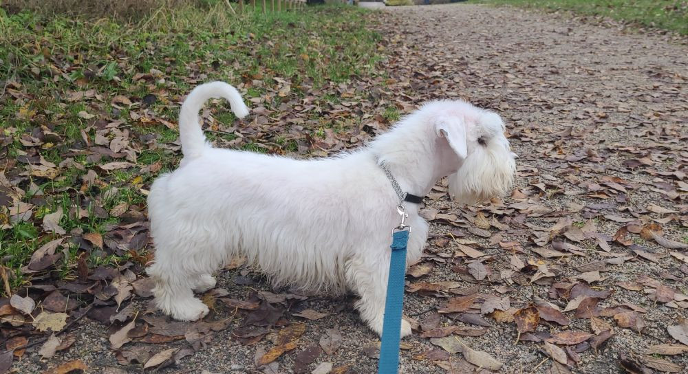 Sealyham terrier