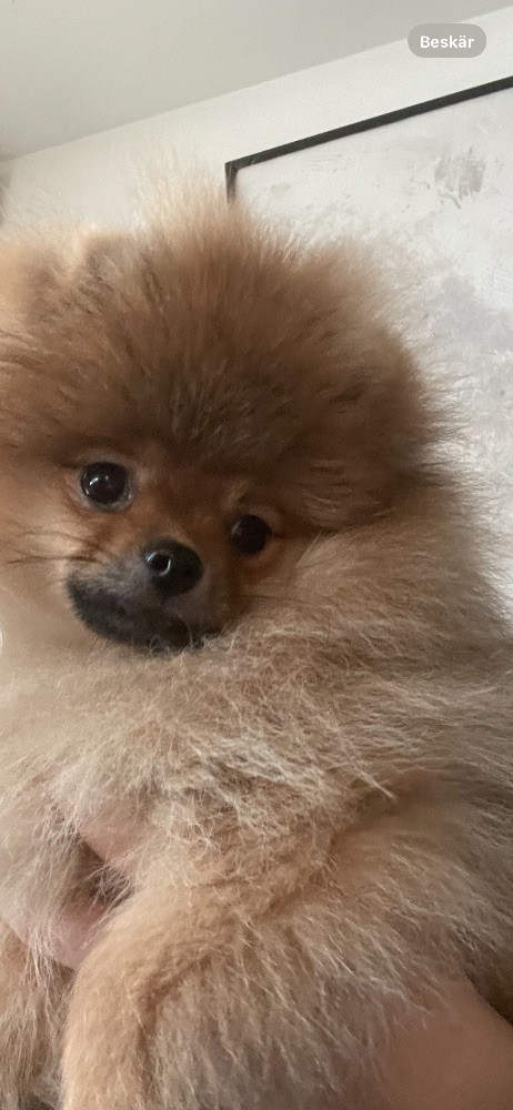 Pomeranian