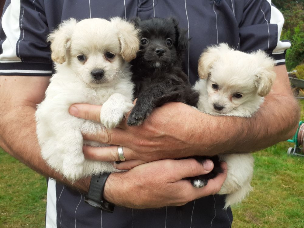 Dvärgpudel/chihuahua