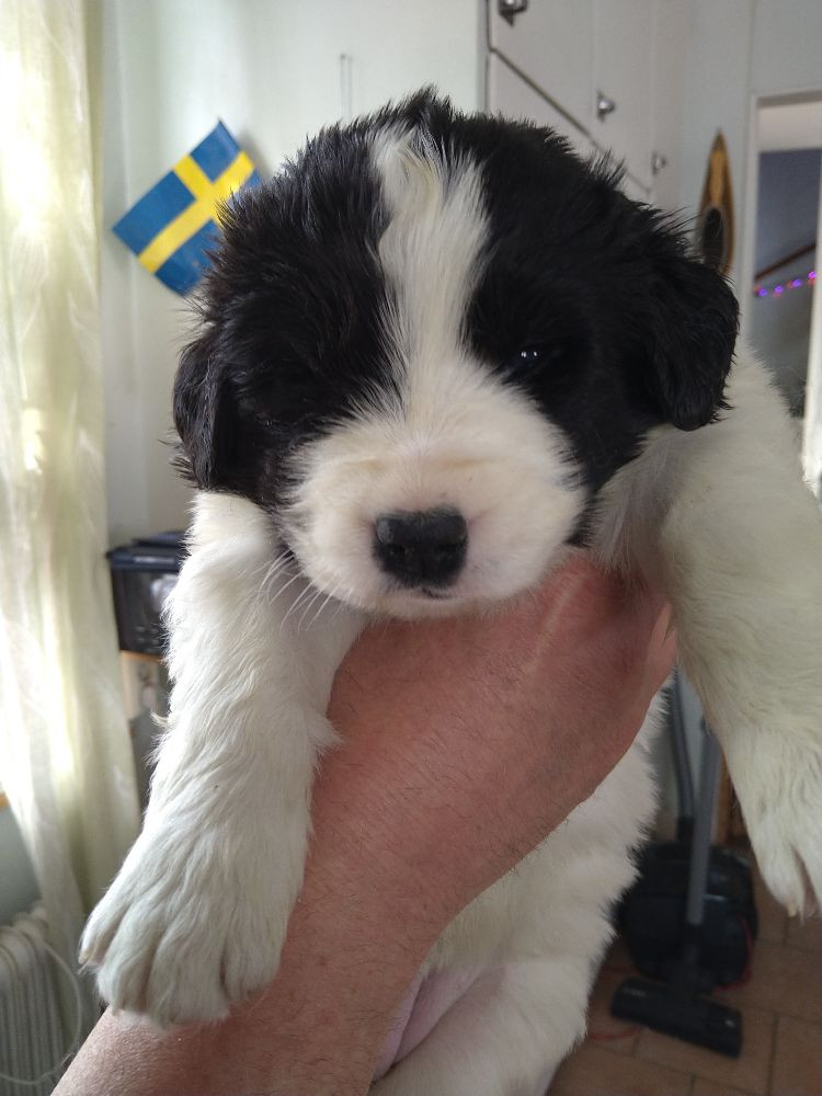Landseer