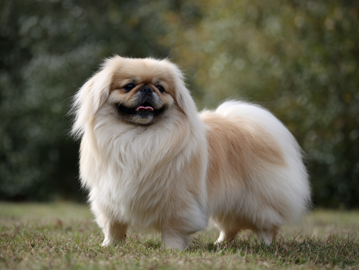 Pekingese