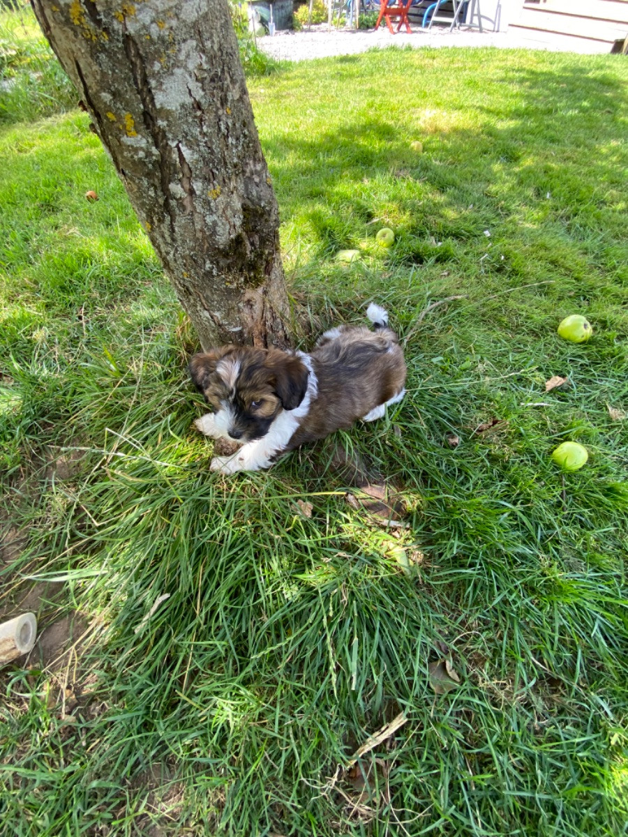 Lövsjökärrs