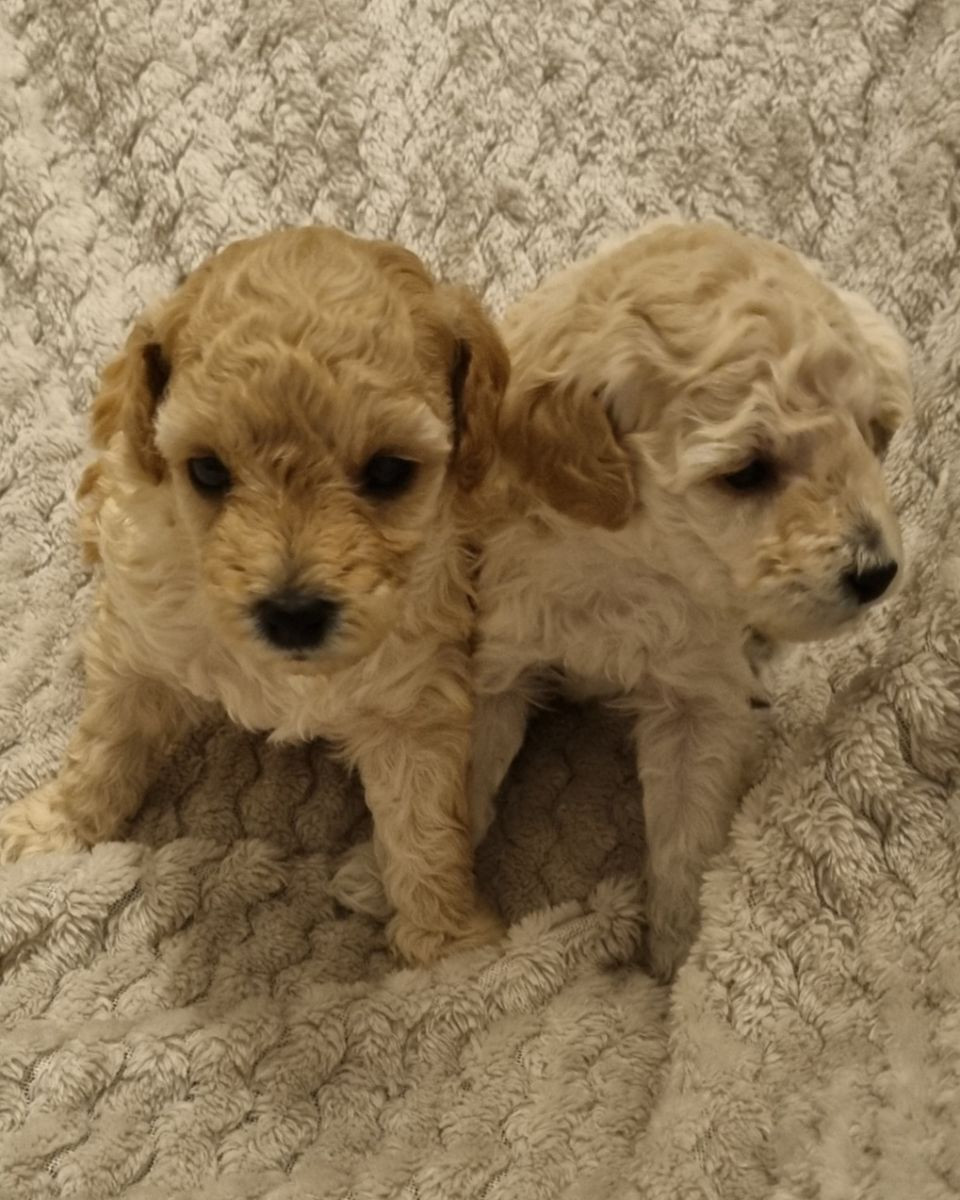 Maltipoo · 2025-12-08 · Södertälje · Sonia D.