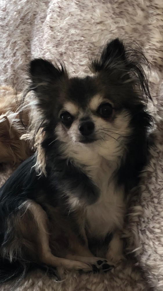 Mini chipette
