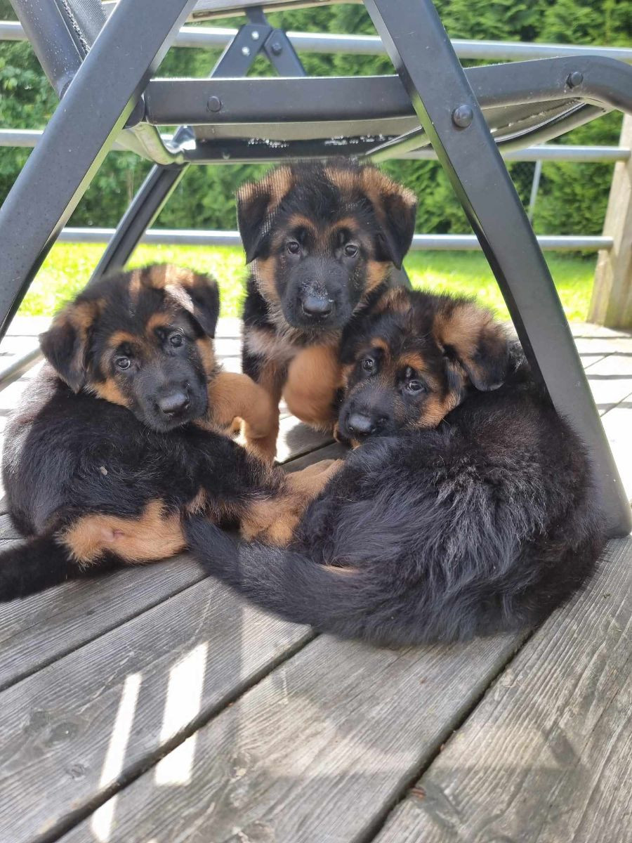 German Shepherd Dog