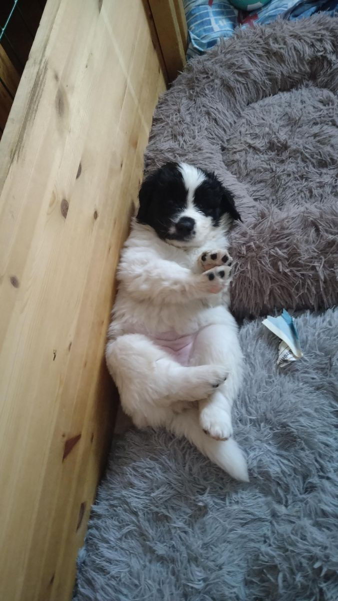 Vågdalens Landseer