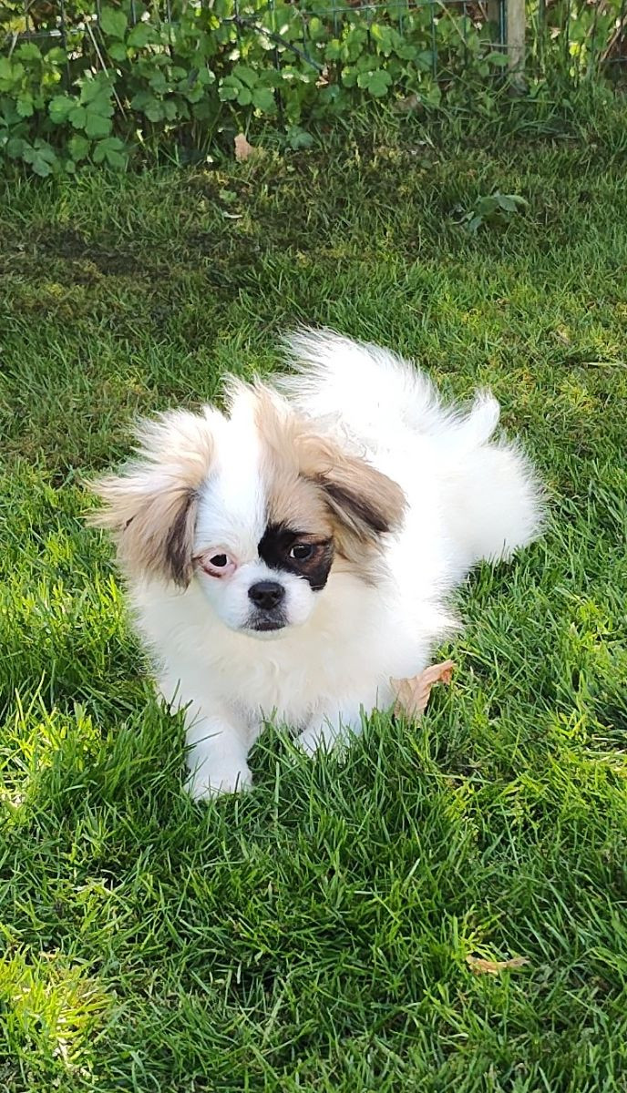 Tibetansk spaniel