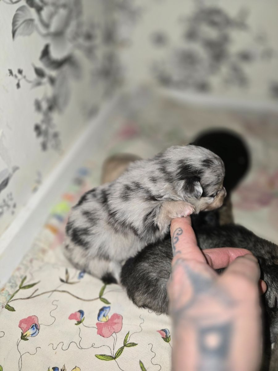 Pomeranien/chihuahua · 2025-10-28 · Vilhelmina · Nanny N.