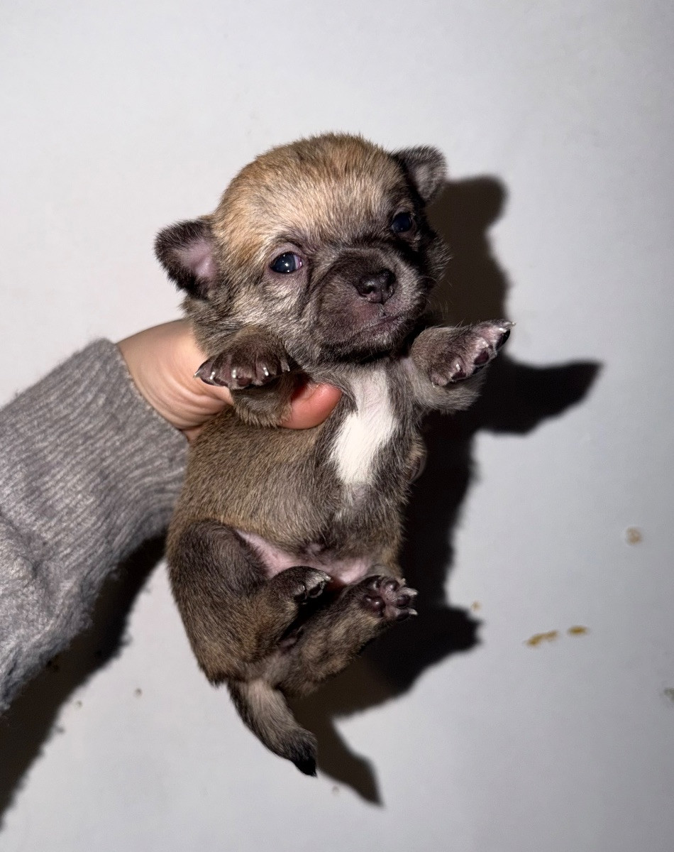 Chihuahua