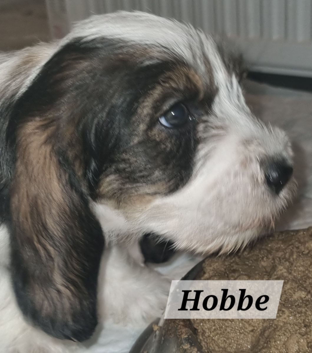 Petit basset griffon vendéen