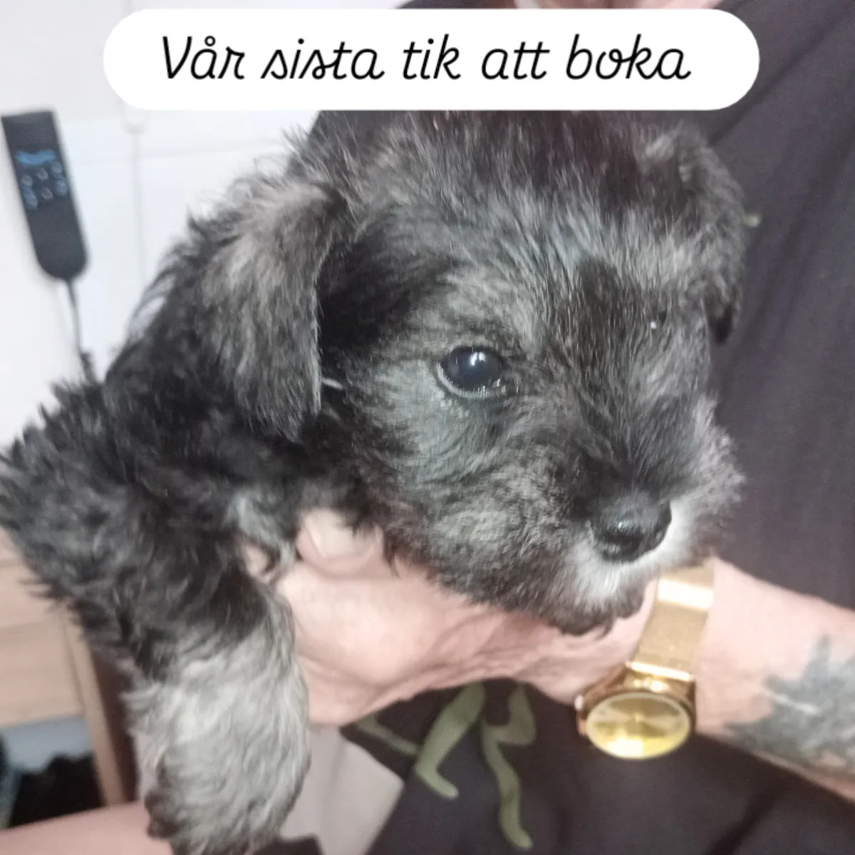 Dværgschnauzer