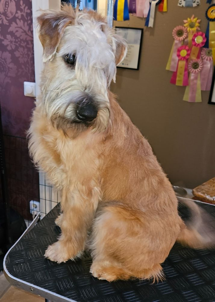 Irish Soft Coated Wheaten Terrier
