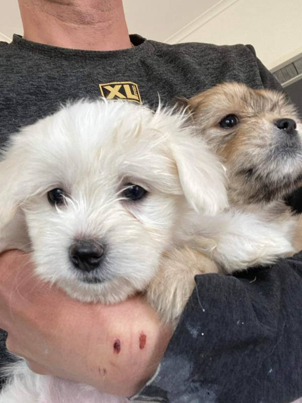 Malteser med bichon havanais