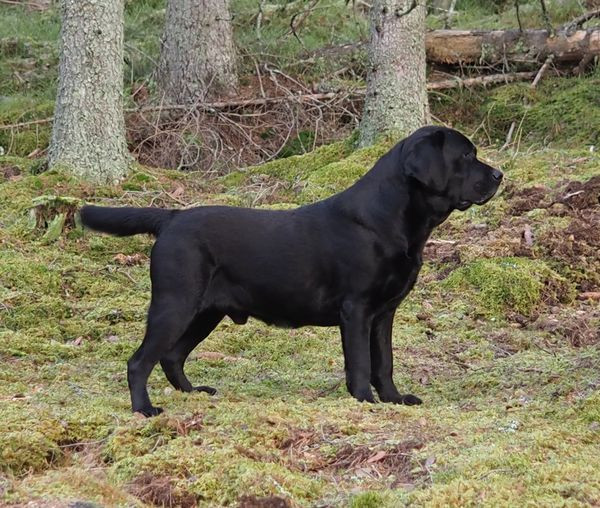 Labrador retriever
