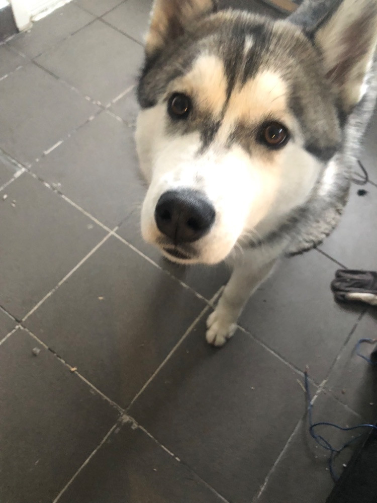 Balto